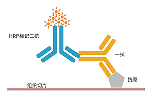 免疫组化原理