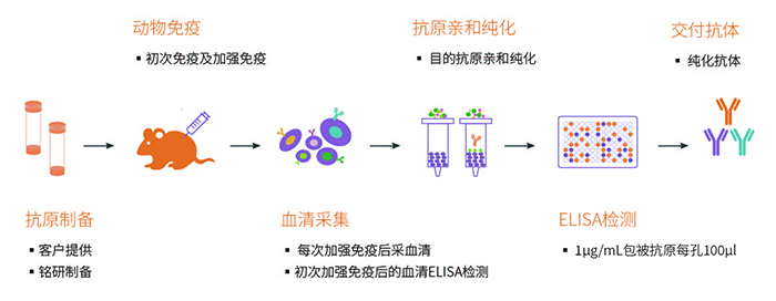 多克隆抗体制备流程