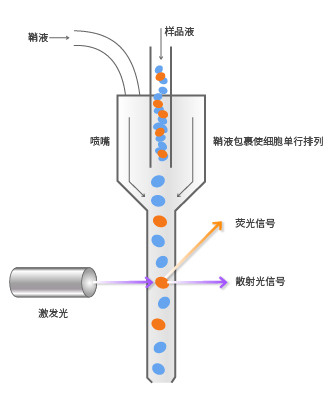 流式细胞仪的原理