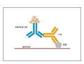 免疫组化IHC
