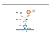 Western Blot