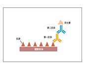 免疫细胞化学ICC